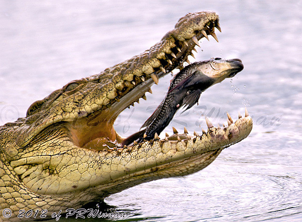 крокодил хватает рыбу