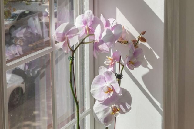 Орхидея любит солнышко, но от прямых лучей страдает и начинает увядать. © thespruce  📷

