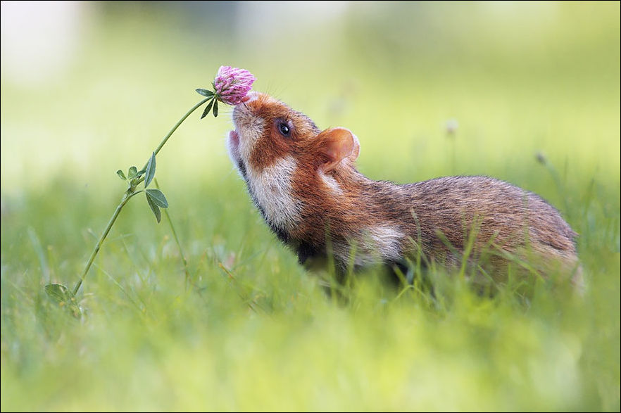 Животные тоже любят цветы (25 фото)