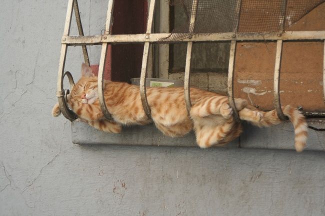  Очень удобное место для сна животные, кот, сон