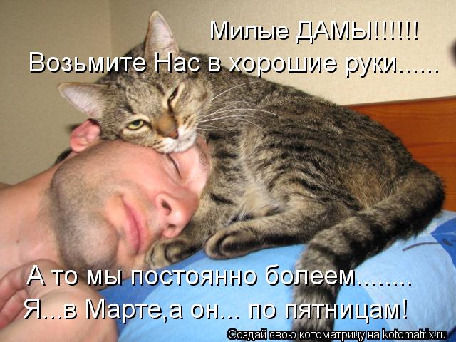 Котоматрица - Милые ДАМЫ!!!!!! Возьмите Нас в хорошие руки...... А то мы постоянно б