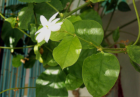 Жасмин (Jasminum) Жасмин (Jasminum)