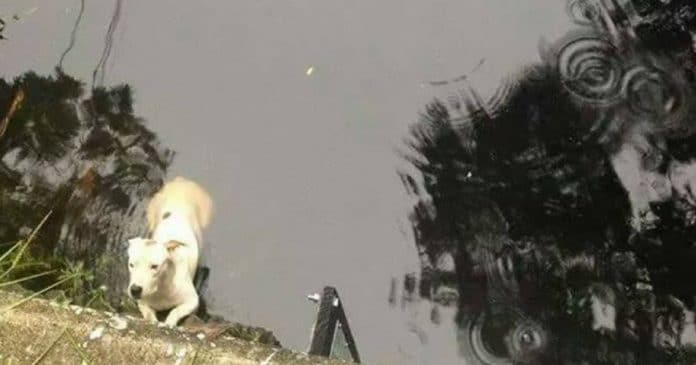 Когда полицейские пытались вытащить пса из реки, они вдруг поняли — под водой есть кто-то еще... Когда полицейские пытались вытащить пса из реки, они вдруг поняли — под водой есть кто-то еще...