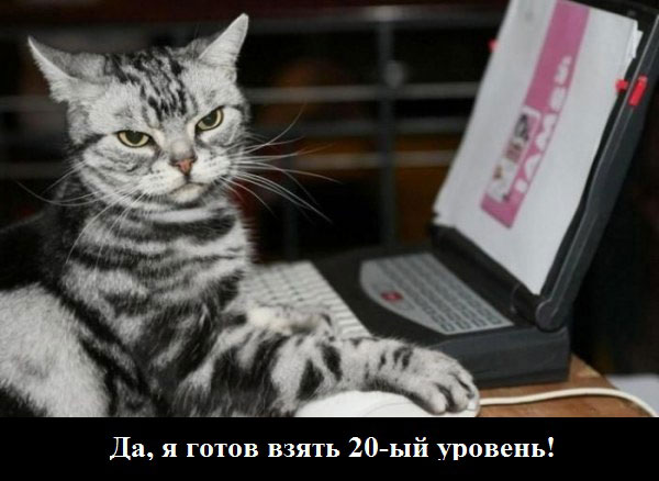 Смешные кошки