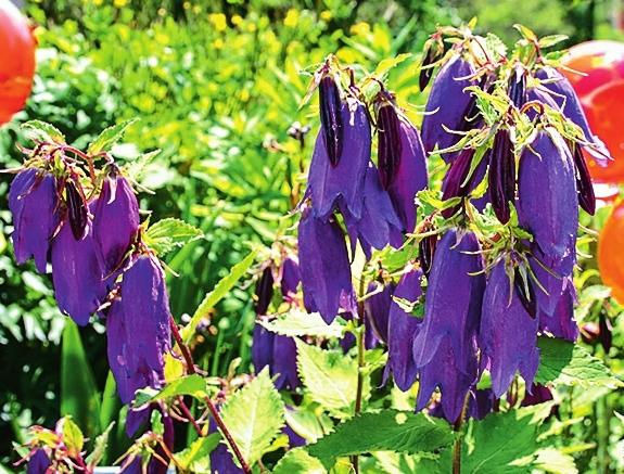   (Campanula punctata)