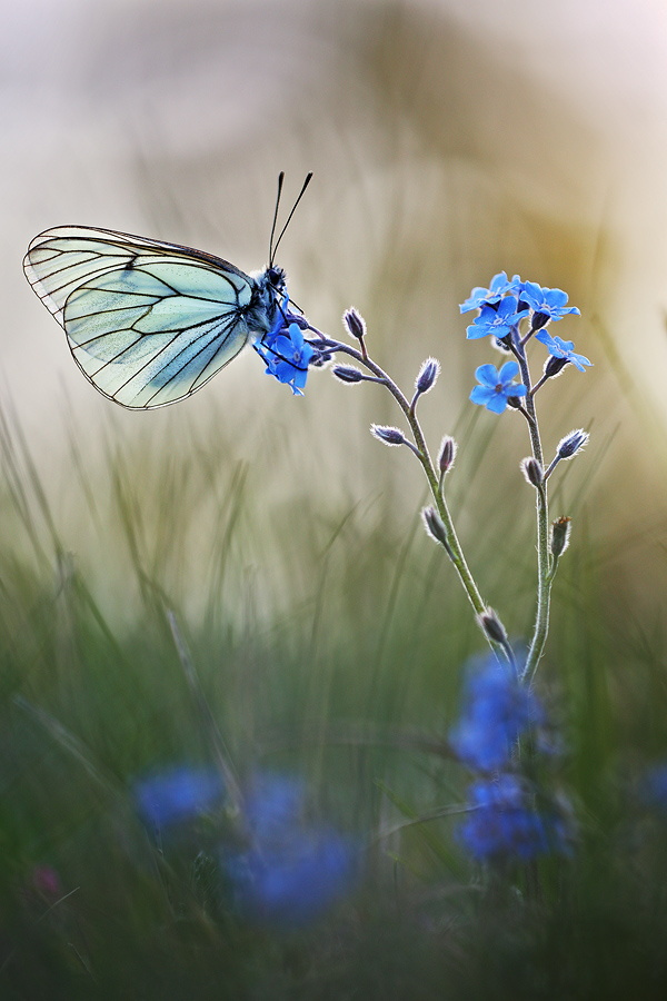 Бабочки. Фотогаллерея Original