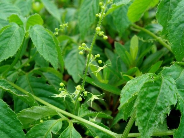   (Gynostemma pentaphyllum)