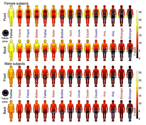 Карта доступности частей тела для женщин (верхняя схема) и мужчин (нижняя)