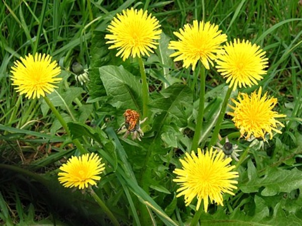 //img0.liveinternet.ru/images/attach/c/2/64/351/64351433_1258398771_dandelion_oduvan.jpg