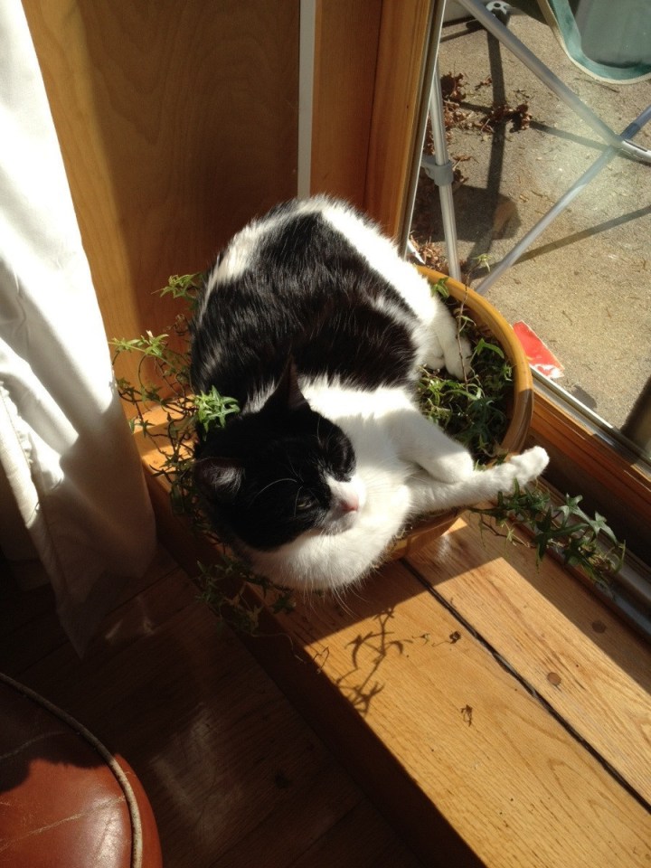 кошка в цветочном горшке