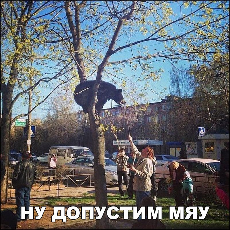Смешные и свежие картинки с надписями до слез (12 фото) Смешные и свежие картинки с надписями до слез (12 фото)