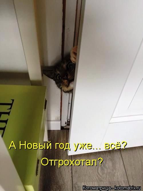 Лучшие котоматрицы недели