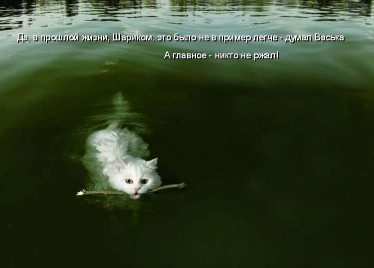 Котоматрица (81 фото)