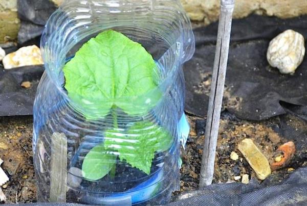 Выращивание огурцов в пластиковых бутылках: тонкости