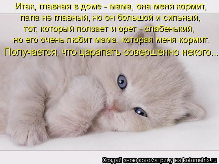 Лучшие котоматрицы недели (49 фото) Забавный котопост
