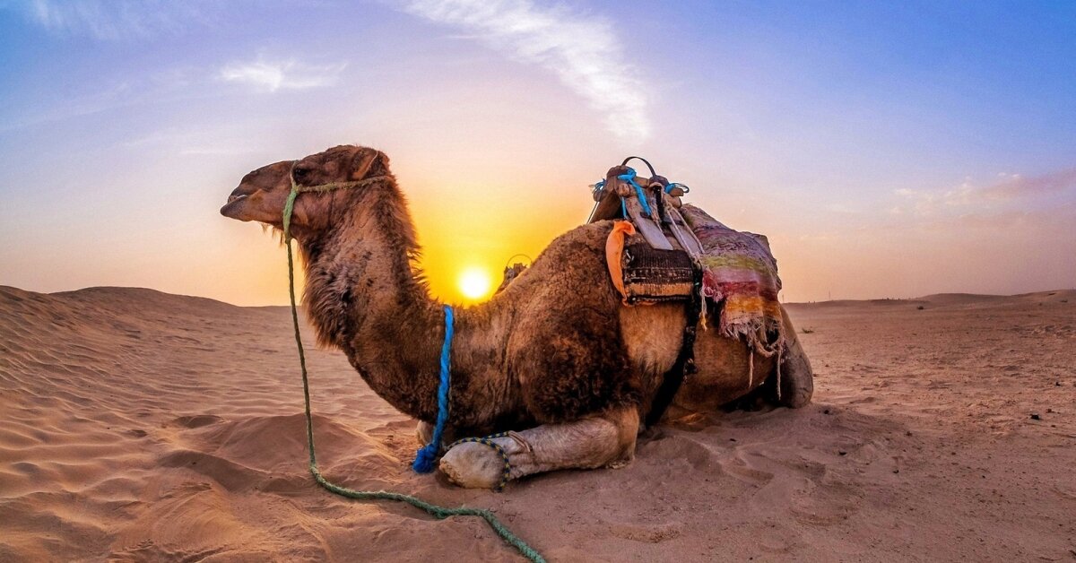 Великая Сахара: пустыня – от слова «пустой». Так ли это?