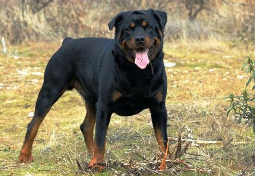 Топ-25: Самые умные породы собак Топ-25: Самые умные породы собак