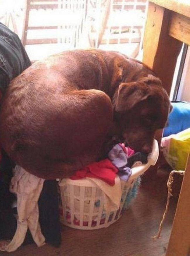 30 неприхотливых собак, которые будут сидеть везде, где им вздумается comfydogs06 30 неприхотливых собак, которые будут сидеть везде, где им вздумается