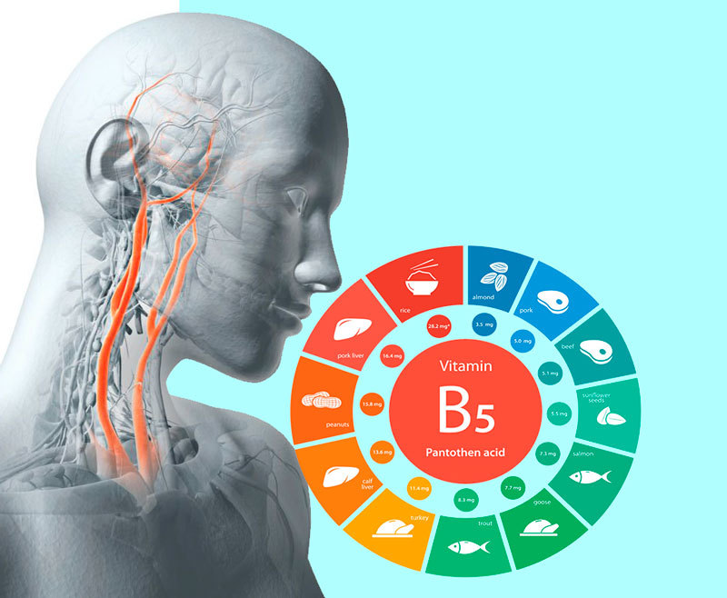 Польза пантотеновой кислоты для организма