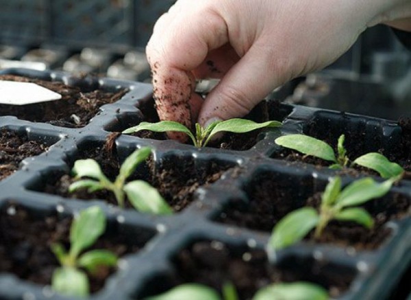 Как выращивать рассаду овощей в домашних условиях?