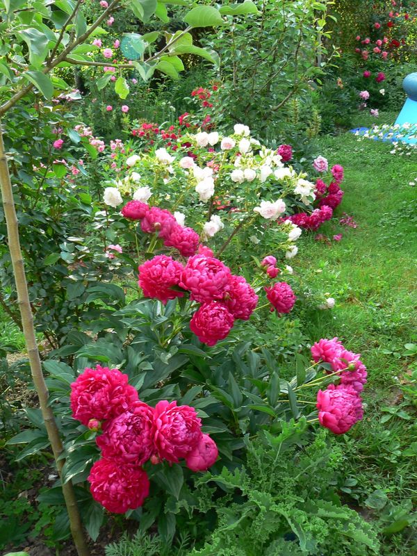 пионы и розы