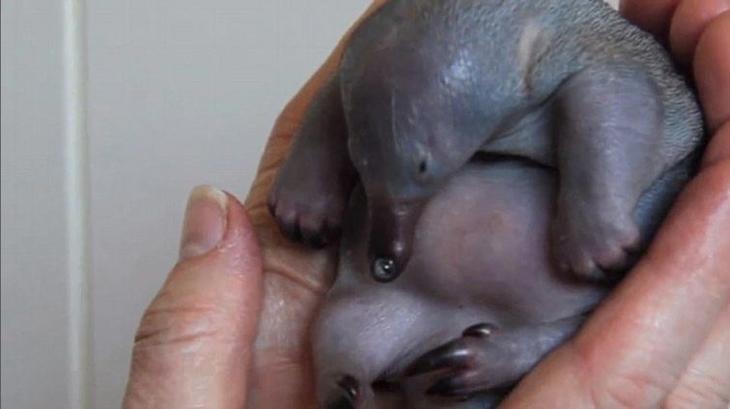 Крошечный и лысый: попробуйте угадать, что это за очаровательный малыш детеныш ехидны, как выглядят ехидны в детстве, маленькая ехидна