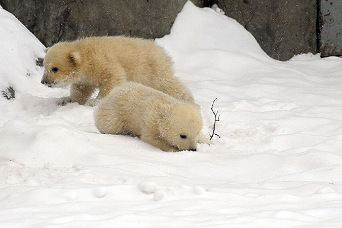 Минутка умиления: белые медвежата впервые вышли из «берлоги» в Московском зоопарке