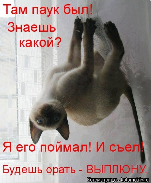 Самые смешные котоматрицы для хорошего настроения) Самые смешные котоматрицы для хорошего настроения)