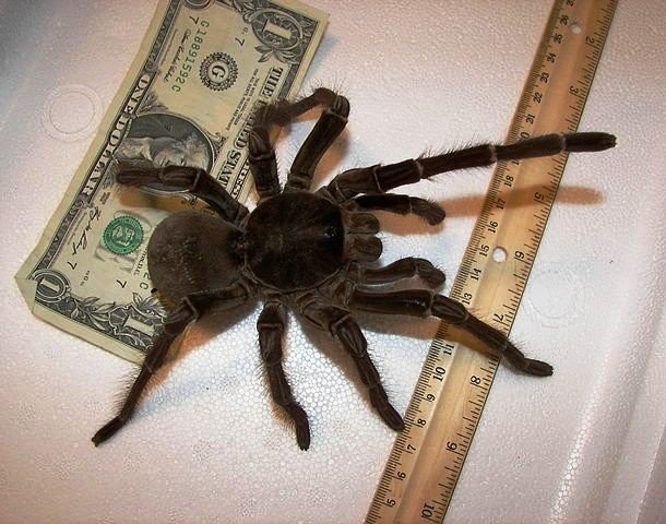 25. Терафоза Блонда или птицеед-голиаф (Goliath birdeater) 25. Терафоза Блонда или птицеед-голиаф (Goliath birdeater) животные, факты