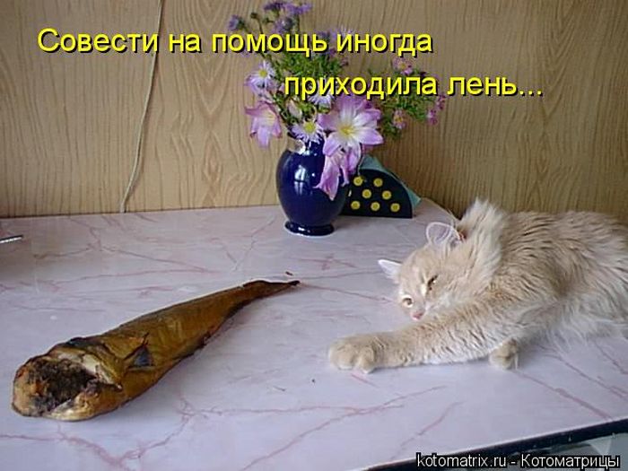 Лучшие котоматрицы недели (49 фото) Забавный котопост