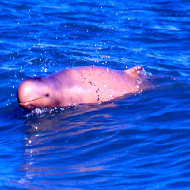 Австралийский курносый дельфин дельфины, животные