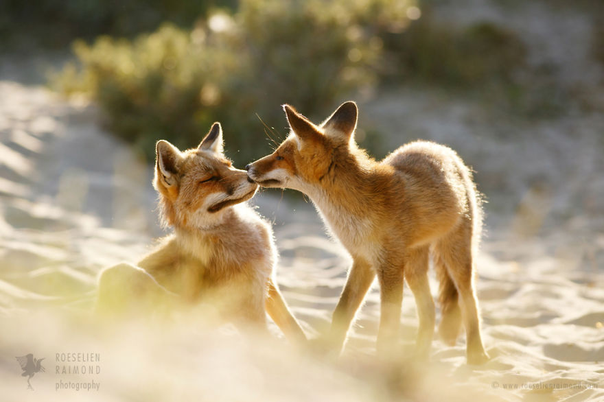 Foxy Love: Photographer Proves That Foxes Are Extremely Loving Creatures (11 Pics) Foxy Love: Photographer Proves That Foxes Are Extremely Loving Creatures (11 Pics)