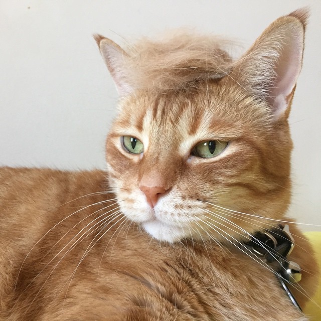 11385244_1671323223100757_1417003322_n