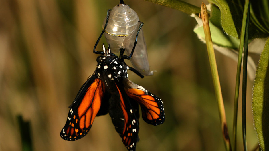 butterfly25 Миграция бабочек   монархов