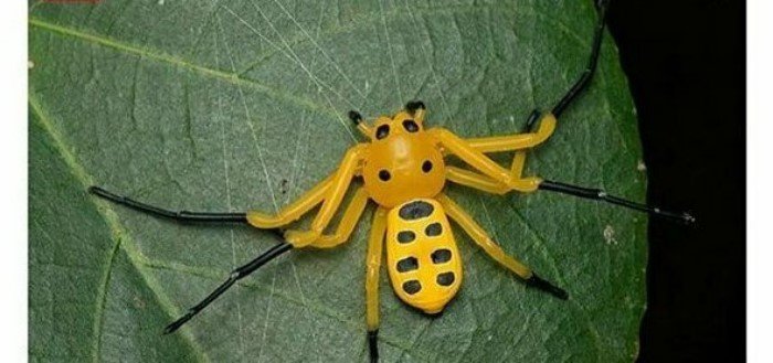25 самых удивительных пауков планеты 25 самых удивительных пауков планеты