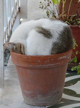 Как спят коты и кошки Как спят коты и кошки...