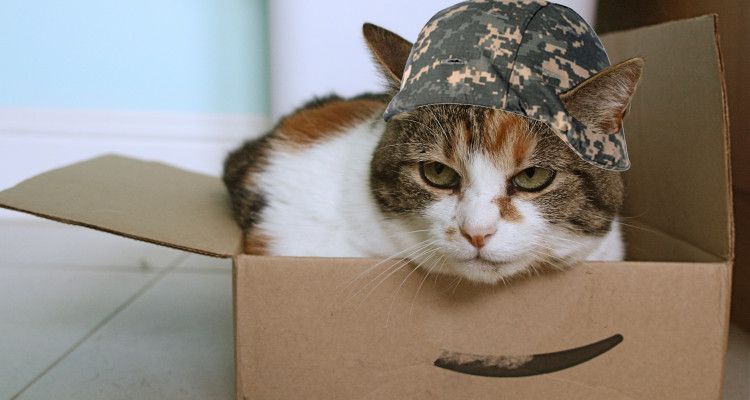 Проект «ЗЗ». НАТО махнуло рукой на Россию, а в США к противостоянию с русскими готовят котов Проект «ЗЗ». НАТО махнуло рукой на Россию, а в США к противостоянию с русскими готовят котов