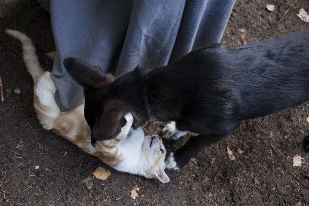 Монахиня Иоанна: “Любить животных проще, чем людей”