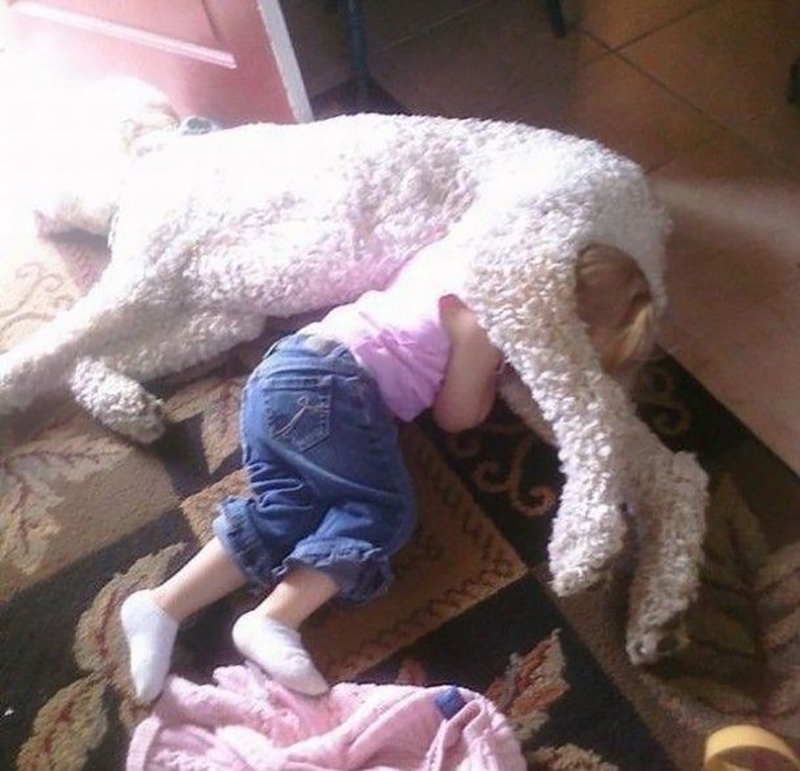 20 собак, которые понятия не имеют о границах личного пространства 20 собак, которые понятия не имеют о границах личного пространства личное пространство, собака