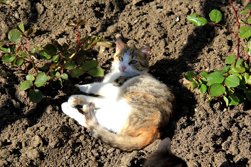 Умные они, йошкин кот!) Умные они, йошкин кот!)
