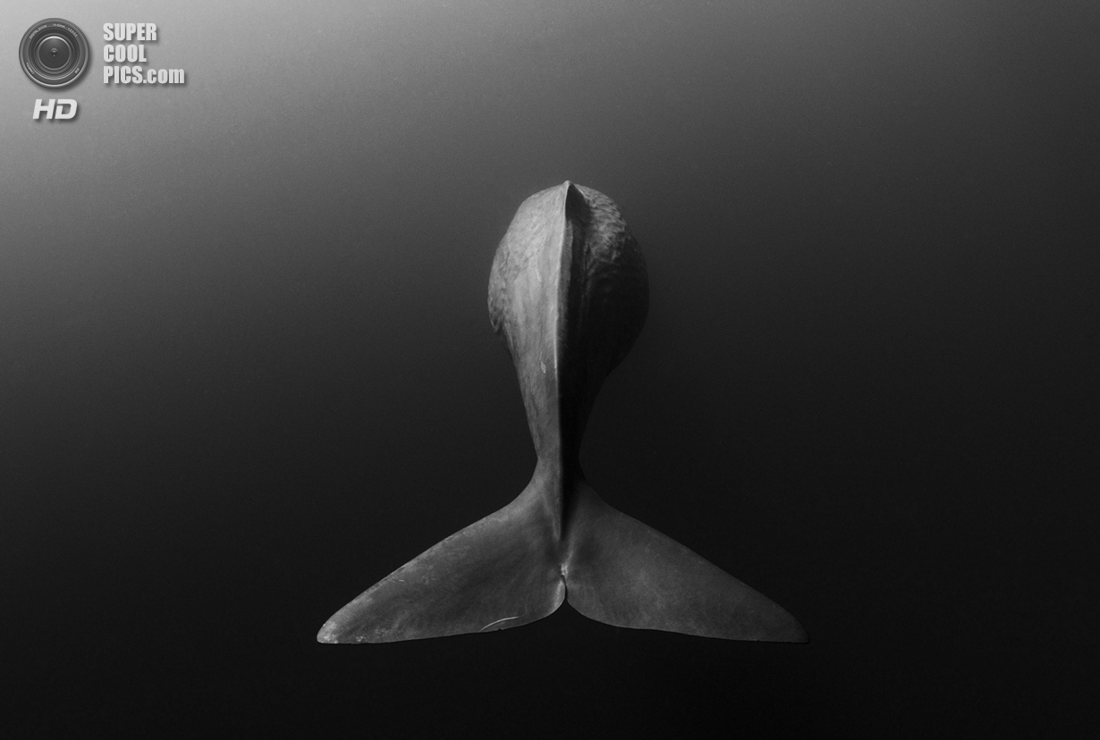 : Wide-angle/Natural Light. 3 . (Shane Gross/UnderwaterPhotography.com)