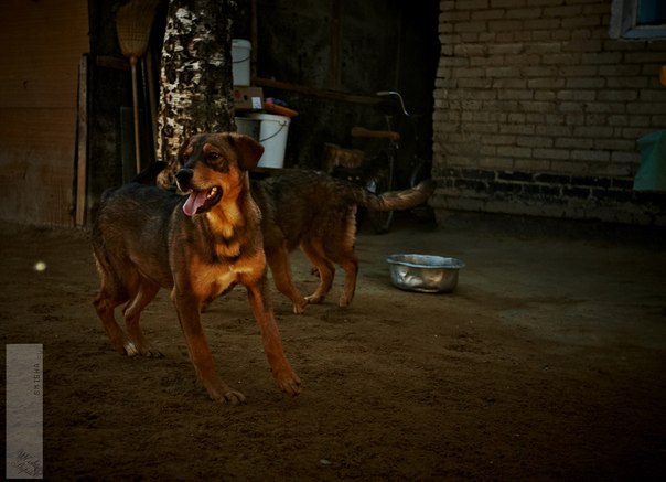 Реальность сложного, но приятного хобби. Я владелец приюта......