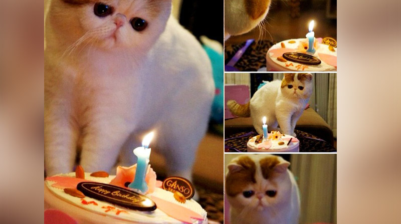 Милейший котик с днем рождения Милейший котик с днем рождения