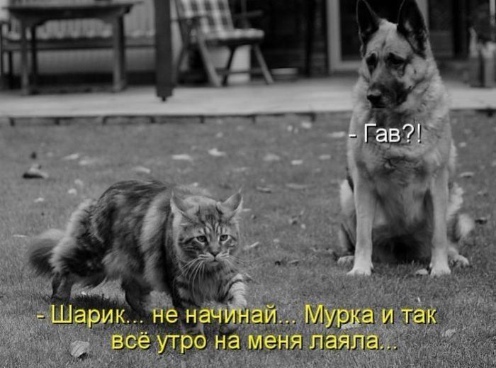 Кошачий фотопост! Кошачий фотопост! коты, юмор