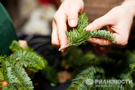 Очень красивая конфетная елочка из живых веток Очень красивая конфетная елочка из живых веток