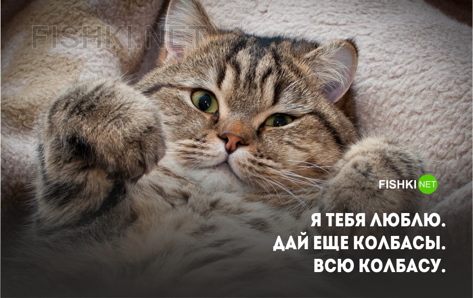 20 открыток с истинными мыслями замурчательных котов кот, мысли, открытка