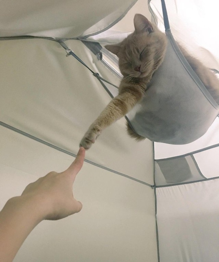 Кошечки, которые излучают столько уюта и покоя, что вы уже невольно начали зевать…