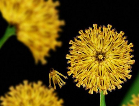 Сесилия Уэббер: Люди – это цветы! — фото 8