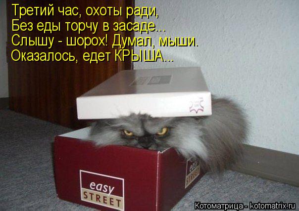 Котоматрица: Третий час, охоты ради, Без еды торчу в засаде... Слышу - шорох! Думал, мыши. Оказалось, едет КРЫША...