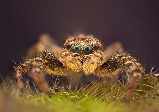 Лучшее с конкурса фотографии National Geographic 2015